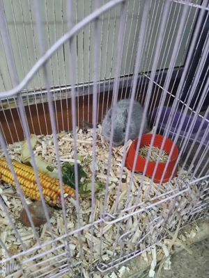 veverita degu blue     - imagine 5