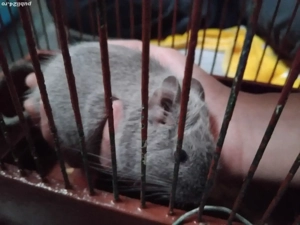 veverita degu blue     - imagine 3