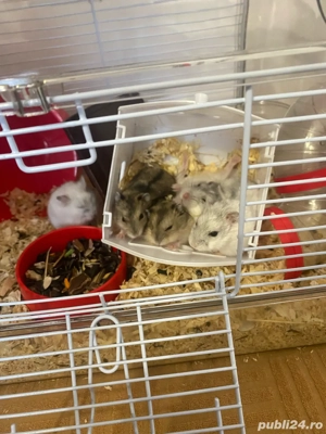 Vand hamsteri si pui de hamsteri - imagine 5