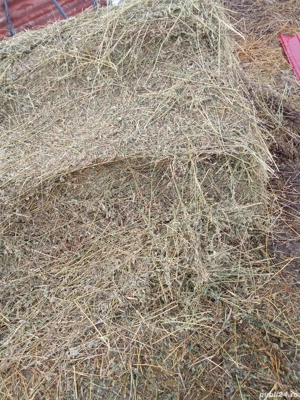 Baloti lucerna,  - imagine 5