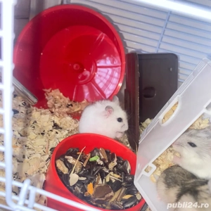 Vand hamsteri si pui de hamsteri - imagine 2