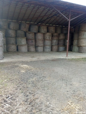 Baloti lucerna,  - imagine 3