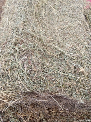 Baloti lucerna,  - imagine 4