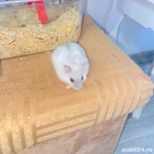 Vand hamsteri si pui de hamsteri