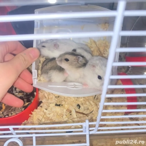 Vand hamsteri si pui de hamsteri - imagine 3