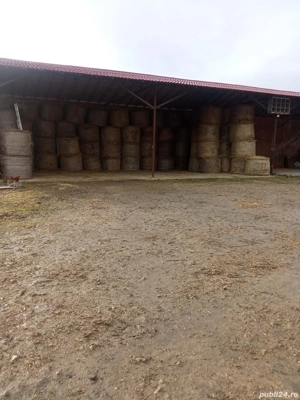 Baloti lucerna,  - imagine 2