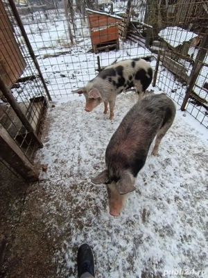 Vând porci intre 60 si 80 kg 