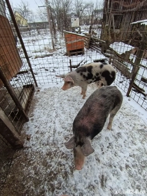 Vând porci intre 60 si 80 kg  - imagine 2