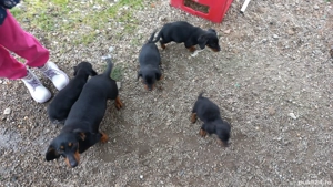 Vand pui catel teckel - imagine 4