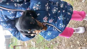 Vand pui catel teckel - imagine 2