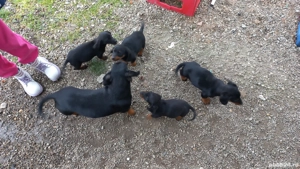 Vand pui catel teckel - imagine 3