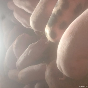 purcei și porci mari  - imagine 2