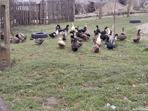 vand rate  - imagine 2