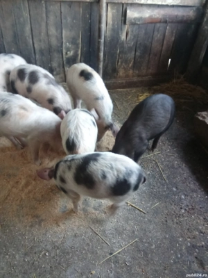 De vinzare porci - imagine 2