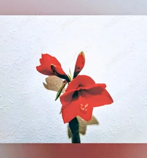 Îngrijitoare bătrâni în Germania. Contract de muncă românesc. - imagine 2