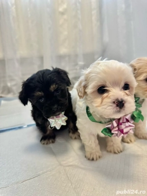 Vand Bichon Maltez - imagine 3