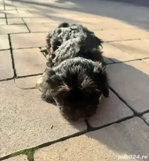 Vand Bichon Maltez - imagine 2