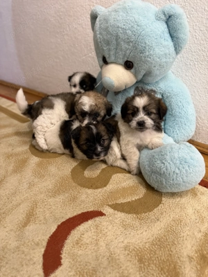 Cățel talie mica bichon 