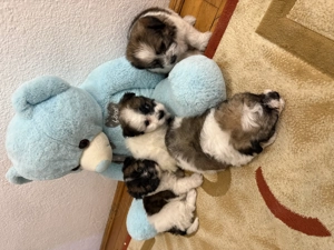 Catei talie mica bichon  - imagine 4