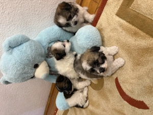 Catei talie mica bichon  - imagine 3