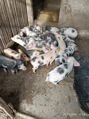 Vând purcei de țară 