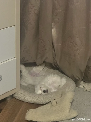 Pui de Bichon Maltez  - imagine 4