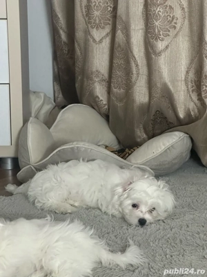 Pui de Bichon Maltez  - imagine 2