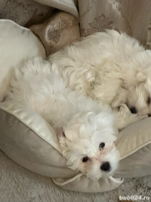 Pui de Bichon Maltez 