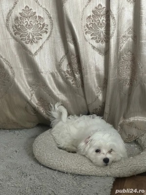 Pui de Bichon Maltez  - imagine 5