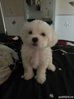 Pui de Bichon Maltez  - imagine 3