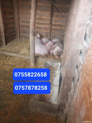 Porci si purcei de vanzare