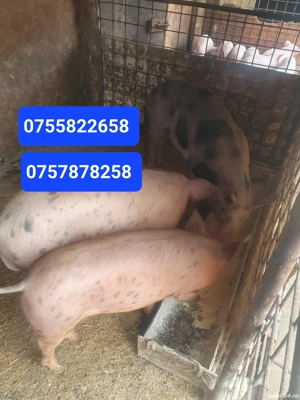 Porci si purcei de vanzare - imagine 2