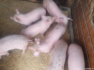 Porci si purcei de vanzare - imagine 3