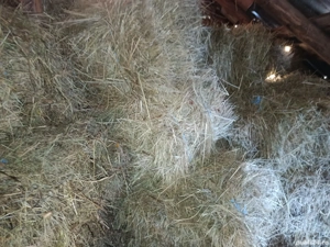 Baloți de iarbă  - imagine 3