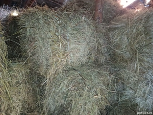 Baloți de iarbă  - imagine 2