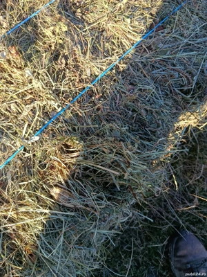 Baloți de iarbă  - imagine 4