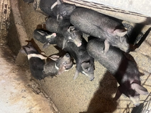 Purcei  de casă - imagine 2