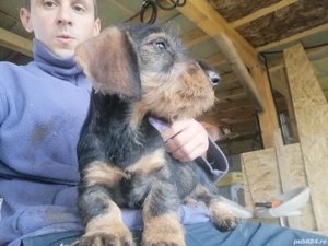 Cățel Teckel Standard păr sârmos cu Pedigree FCI  - imagine 4