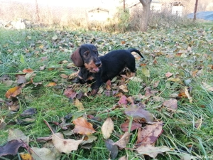 Cățel Teckel Standard păr sârmos cu Pedigree FCI  - imagine 2