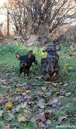 Cățel Teckel Standard păr sârmos cu Pedigree FCI  - imagine 5