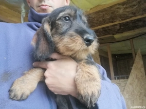 Cățel Teckel Standard păr sârmos cu Pedigree FCI  - imagine 3