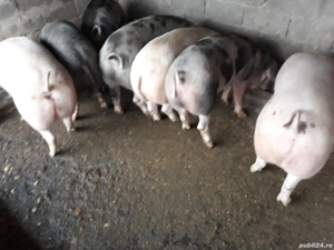 Vand porci - imagine 2