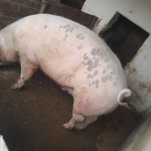 Porc de vanzare  - imagine 3