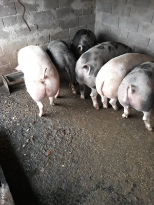 Vand porci - imagine 3