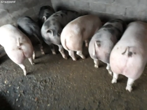 Vand porci - imagine 4