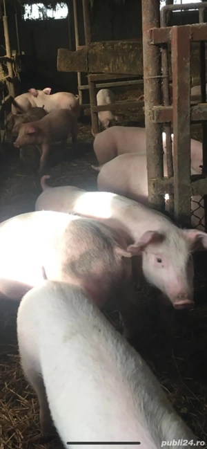 Vând purcei și porci mari . Purcei de vânzare  - imagine 3