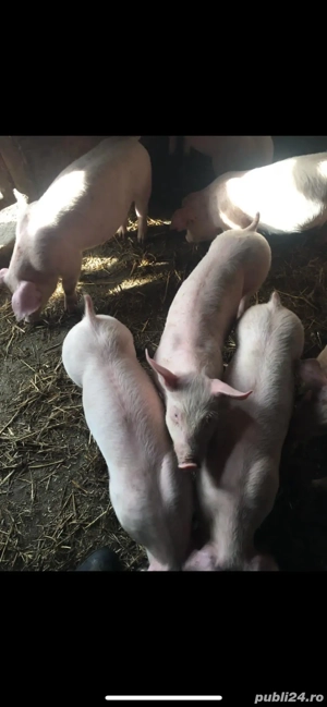 Vând purcei și porci mari . Purcei de vânzare  - imagine 4