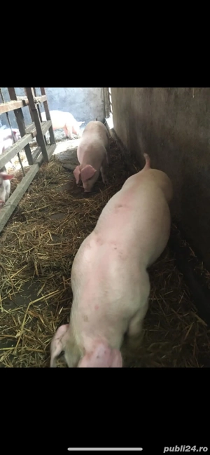 Vând purcei și porci mari  - imagine 3