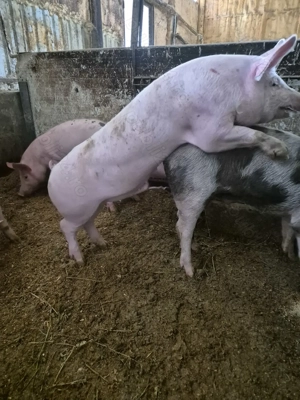   Vieri IBERIC si Serano  - imagine 2