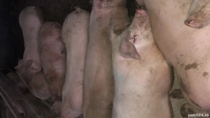 Purcei și porci mari de vânzare  - imagine 5